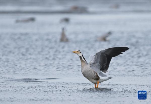 春临青海湖 春临青海湖