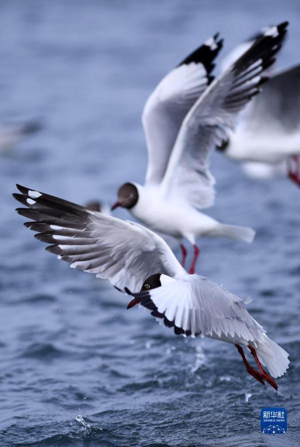 春临青海湖 春临青海湖