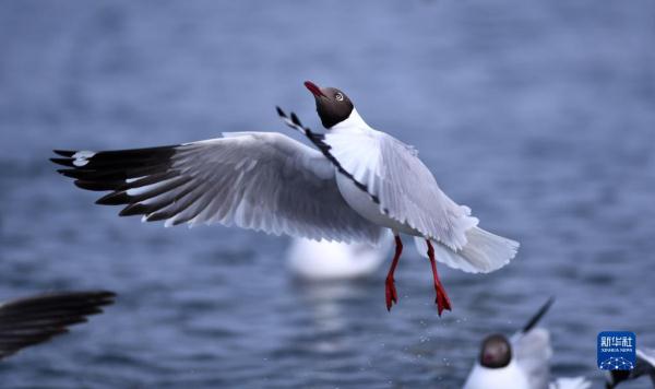 春临青海湖 春临青海湖
