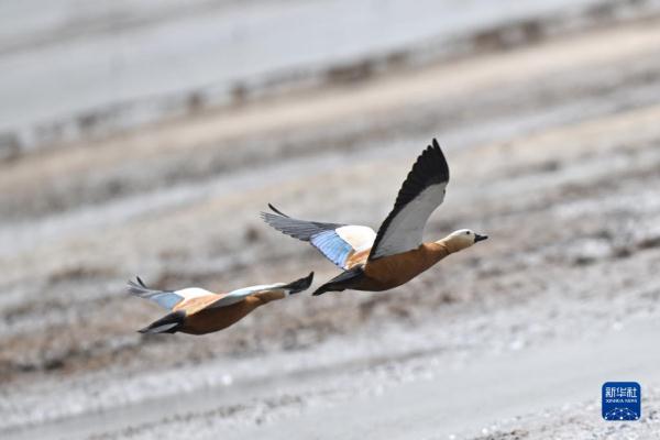 春临青海湖 春临青海湖