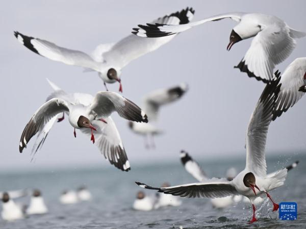 春临青海湖 春临青海湖