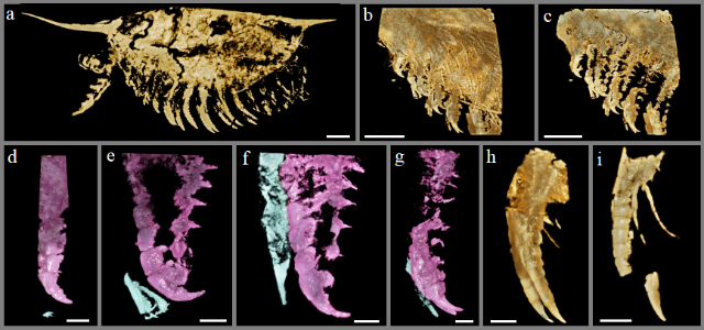 寒武纪第二世第三期澄江生物群中的弯喙等刺虫附肢形态结构.png