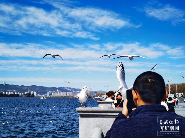 昆明海埂大坝直播海鸥（开屏新闻记者 左学佳 摄）