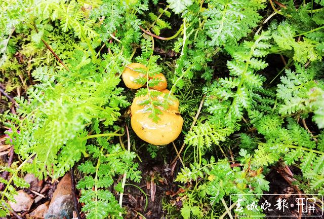 昆明周边山上野生菌这么漂亮5.jpg