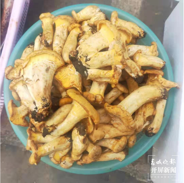 鸡油菌来啦,昆明市场有卖!预计端午节前后野生菌将大量上市 春城晚报-开屏新闻记者 杨质高 摄影报道