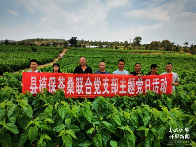 (昆滇传内容)桑园病虫害让人揪心!这个全国“一村一品”示范村这样“救桑”→ (1).jpg