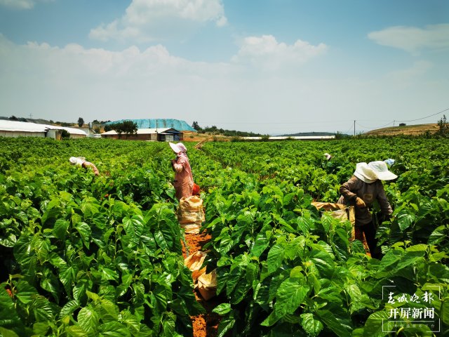 (昆滇传内容)桑园病虫害让人揪心!这个全国“一村一品”示范村这样“救桑”→ (4).jpg