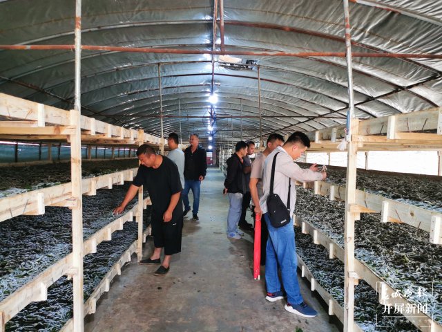 (昆滇传内容)桑园病虫害让人揪心!这个全国“一村一品”示范村这样“救桑”→ (2).jpg