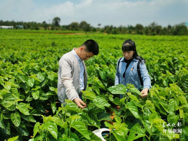 (昆滇传内容)桑园病虫害让人揪心!这个全国“一村一品”示范村这样“救桑”→ (3).jpg