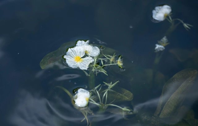 滇池中的海菜花又回来了