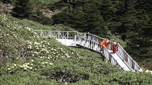 大理苍山洗马潭杜鹃花美景 网络截图