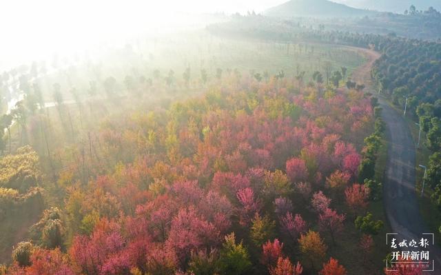 云南厚植生态底色，40年来累计义务植树43.26亿株