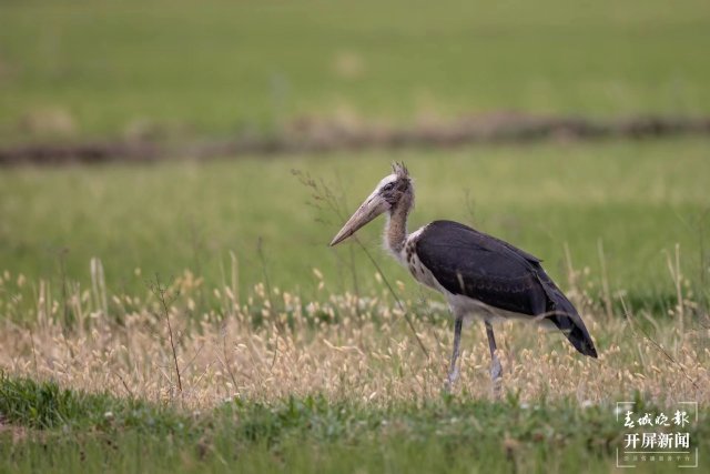 有一种叫云南的生活 曾 “消失”69年!这种珍稀“国保”现身大理洱源水田 (8).jpg
