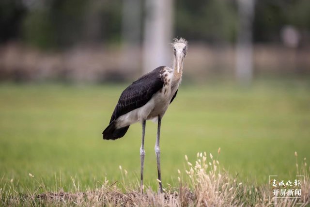 有一种叫云南的生活 曾 “消失”69年!这种珍稀“国保”现身大理洱源水田 (3).jpg