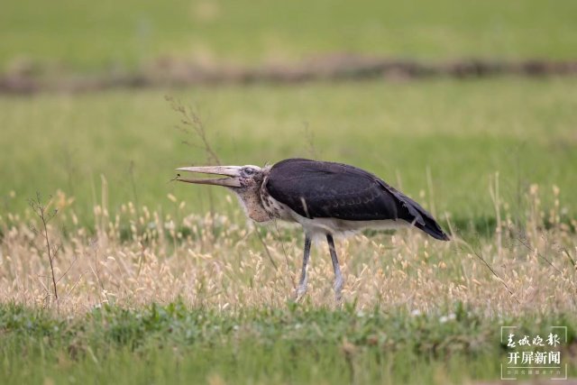 有一种叫云南的生活 曾 “消失”69年!这种珍稀“国保”现身大理洱源水田 (6).jpg