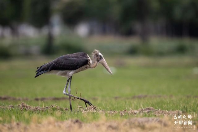 有一种叫云南的生活 曾 “消失”69年!这种珍稀“国保”现身大理洱源水田 (9).jpg
