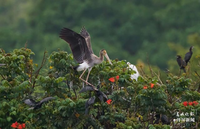 罕见!珍稀鸟类彩鹳现身云南瑞丽 春城晚报-开屏新闻记者 马楠 通讯员 朱边勇 徐向东 摄影报道