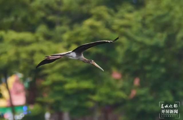 罕见!珍稀鸟类彩鹳现身云南瑞丽 春城晚报-开屏新闻记者 马楠 通讯员 朱边勇 徐向东 摄影报道