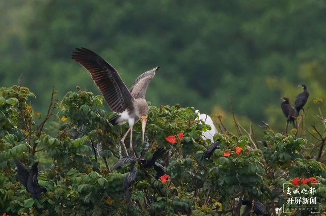 罕见!珍稀鸟类彩鹳现身云南瑞丽 春城晚报-开屏新闻记者 马楠 通讯员 朱边勇 徐向东 摄影报道