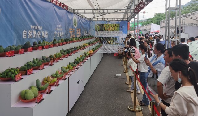 85个芒果品种展示厅6月10日摄.jpg