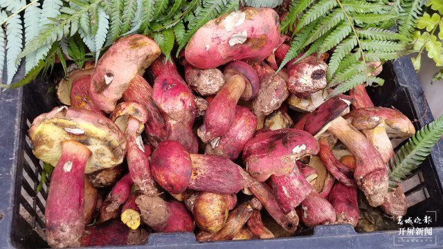 昆明见手青上市(云南木水花野生菌交易中心 供图)