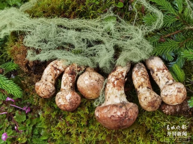 香格里拉松茸(春城晚报-开屏新闻记者 夏体雷 摄)