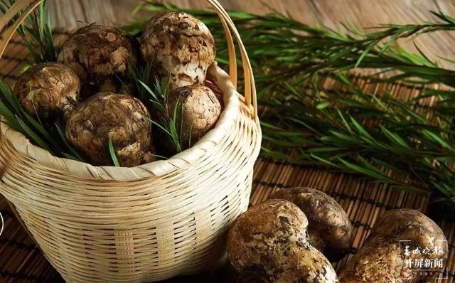 香格里拉松茸(春城晚报-开屏新闻记者 夏体雷 摄)