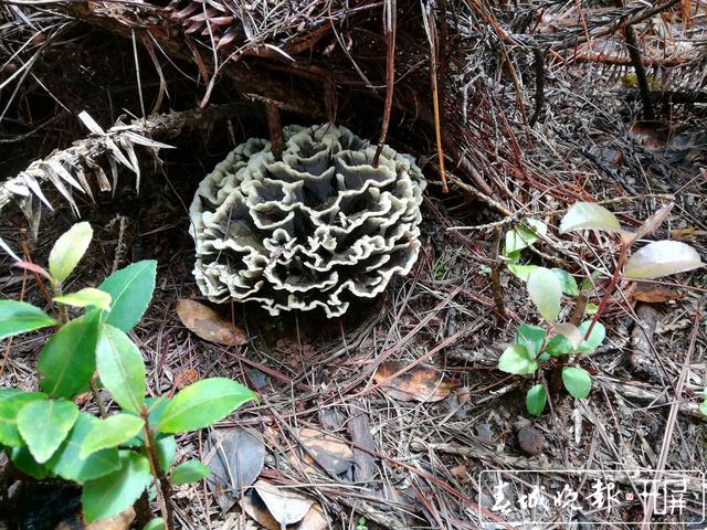 干巴菌能人工促产,专家建议把野生菌作产业抓 (1).jpg