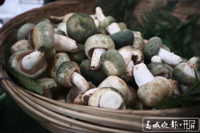 市民怀疑买到的青头菌被注水，商贩称菌子注水损人不利己
