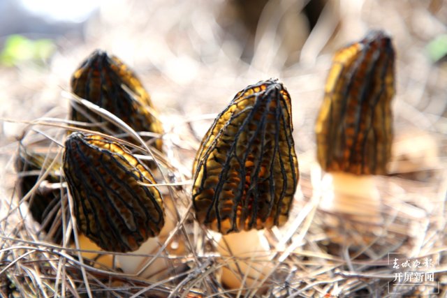 春天吃货!曲靖会泽者海羊肚菌飘香