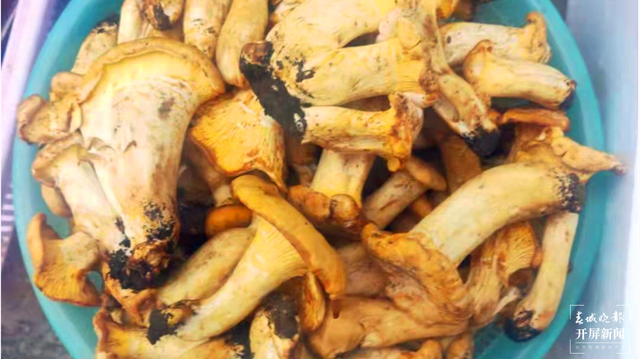 鸡油菌来啦,昆明市场有卖!预计端午节前后野生菌将大量上市 春城晚报-开屏新闻记者 杨质高 摄影报道