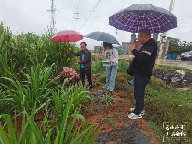 探索牧旅结合路子！巨菌草在大理宾川种植成功！当年种植，当年见成效 (3).jpg