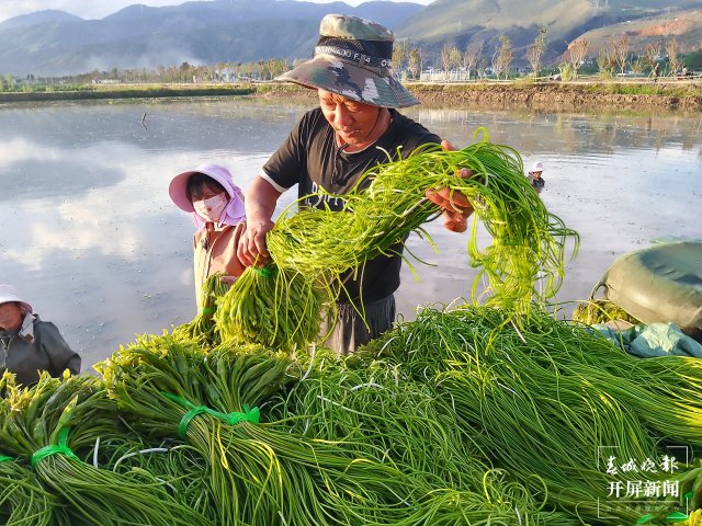 有一种叫云南的生活 面朝洱海，收海菜花喽~（有视频） (4).jpg