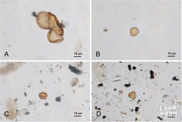 从化石地点中鉴定出的花粉.png