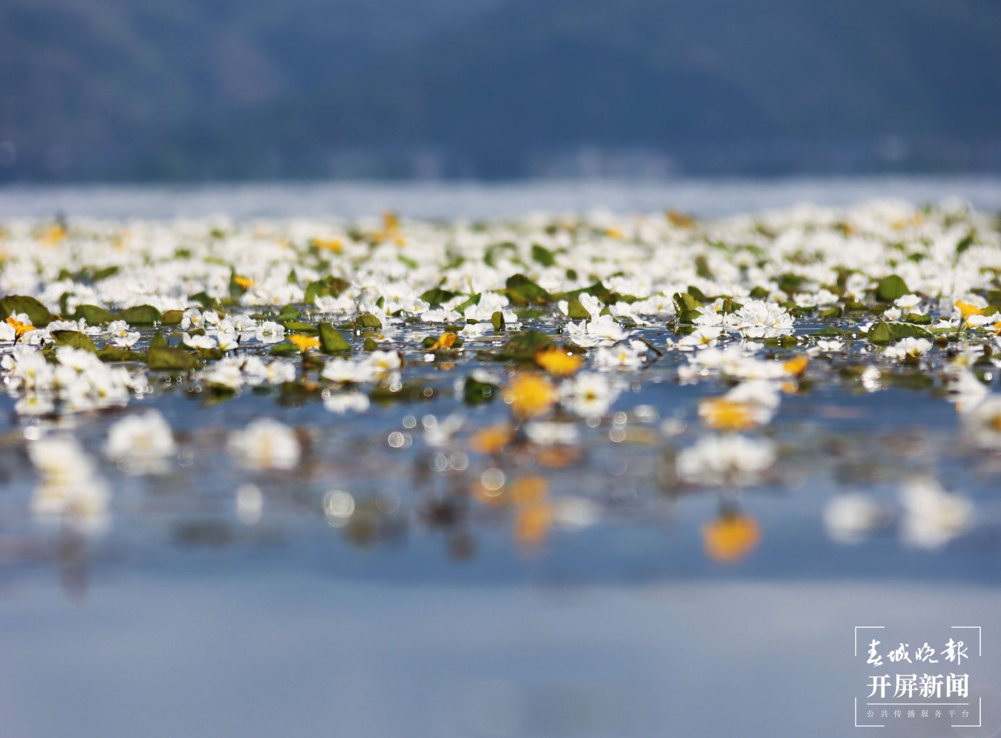 (昆滇传内容)有一种叫云南的生活 大理洱海:一泓清水千朵影,疑是仙葩入凡尘(有视频).jpg