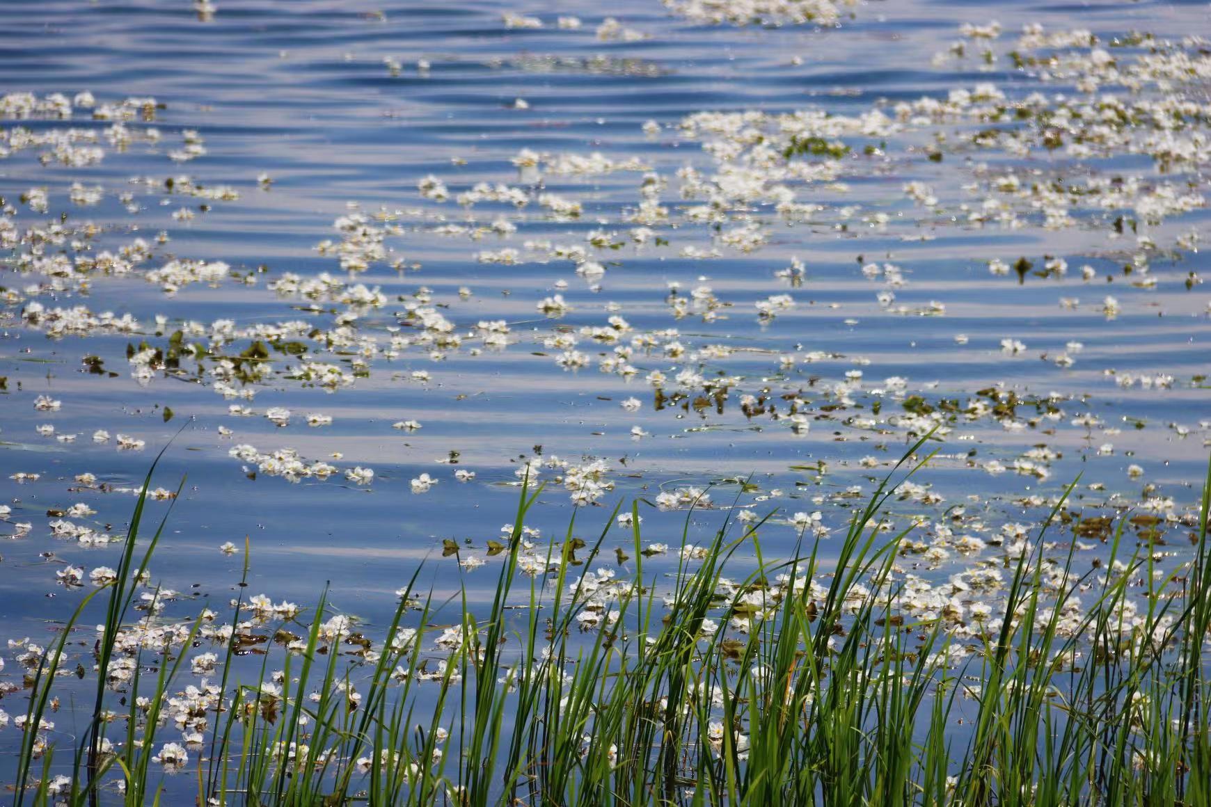 (昆滇传内容)有一种叫云南的生活 大理洱海:一泓清水千朵影,疑是仙葩入凡尘(有视频) (8).jpg