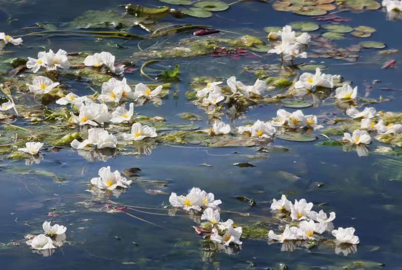 (昆滇传内容)有一种叫云南的生活 大理洱海:一泓清水千朵影,疑是仙葩入凡尘(有视频) (3).jpg