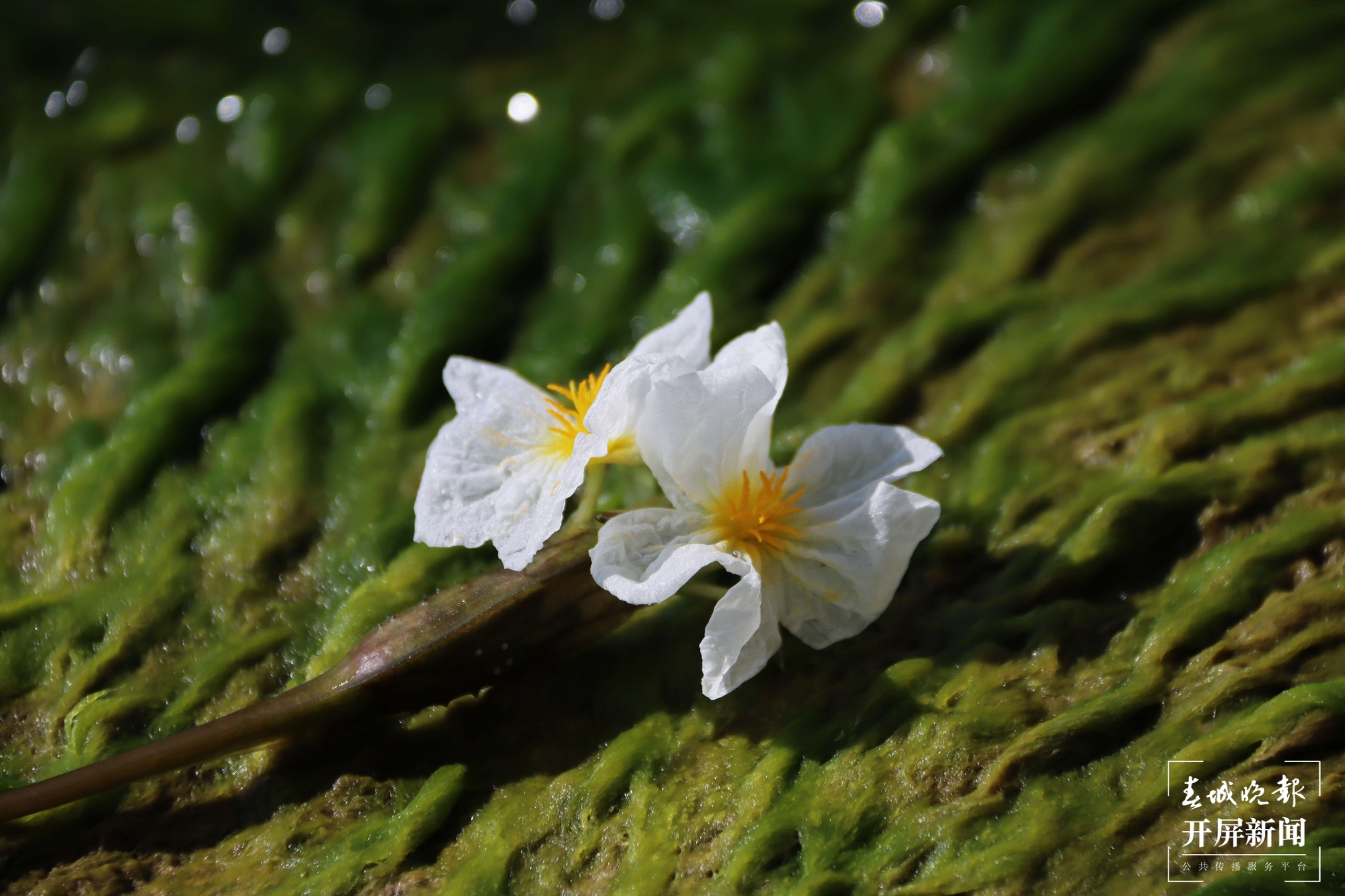 (昆滇传内容)有一种叫云南的生活 大理洱海:一泓清水千朵影,疑是仙葩入凡尘(有视频) (4).jpg