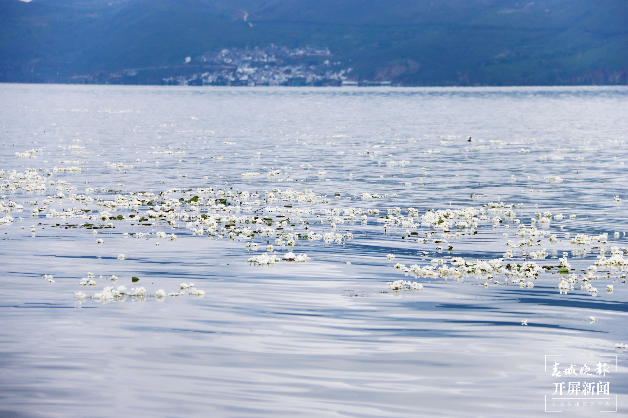 (昆滇传内容)有一种叫云南的生活 大理洱海:一泓清水千朵影,疑是仙葩入凡尘(有视频) (14).jpg
