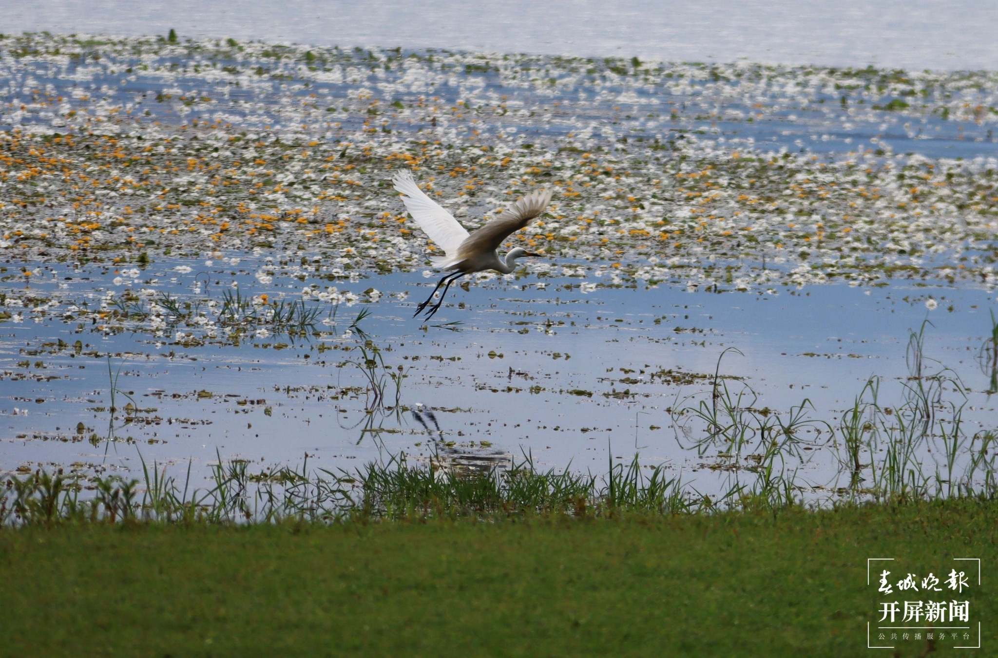 (昆滇传内容)有一种叫云南的生活 大理洱海:一泓清水千朵影,疑是仙葩入凡尘(有视频) (11).jpg