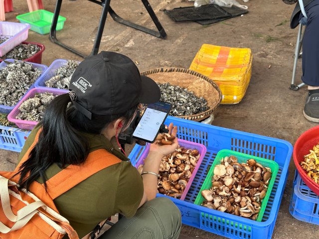 (昆滇传内容)又到云南人吃菌季，昆明这一市场不得不去~5.JPG