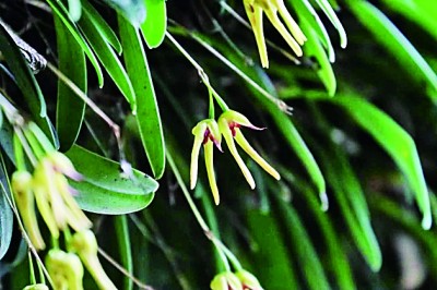 四川卧龙发现植物新种 四川卧龙发现植物新种