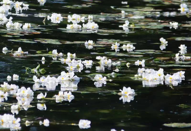 从3到12！海菜贮藏保鲜难题在大理洱源取得重要技术突破 (2).jpg