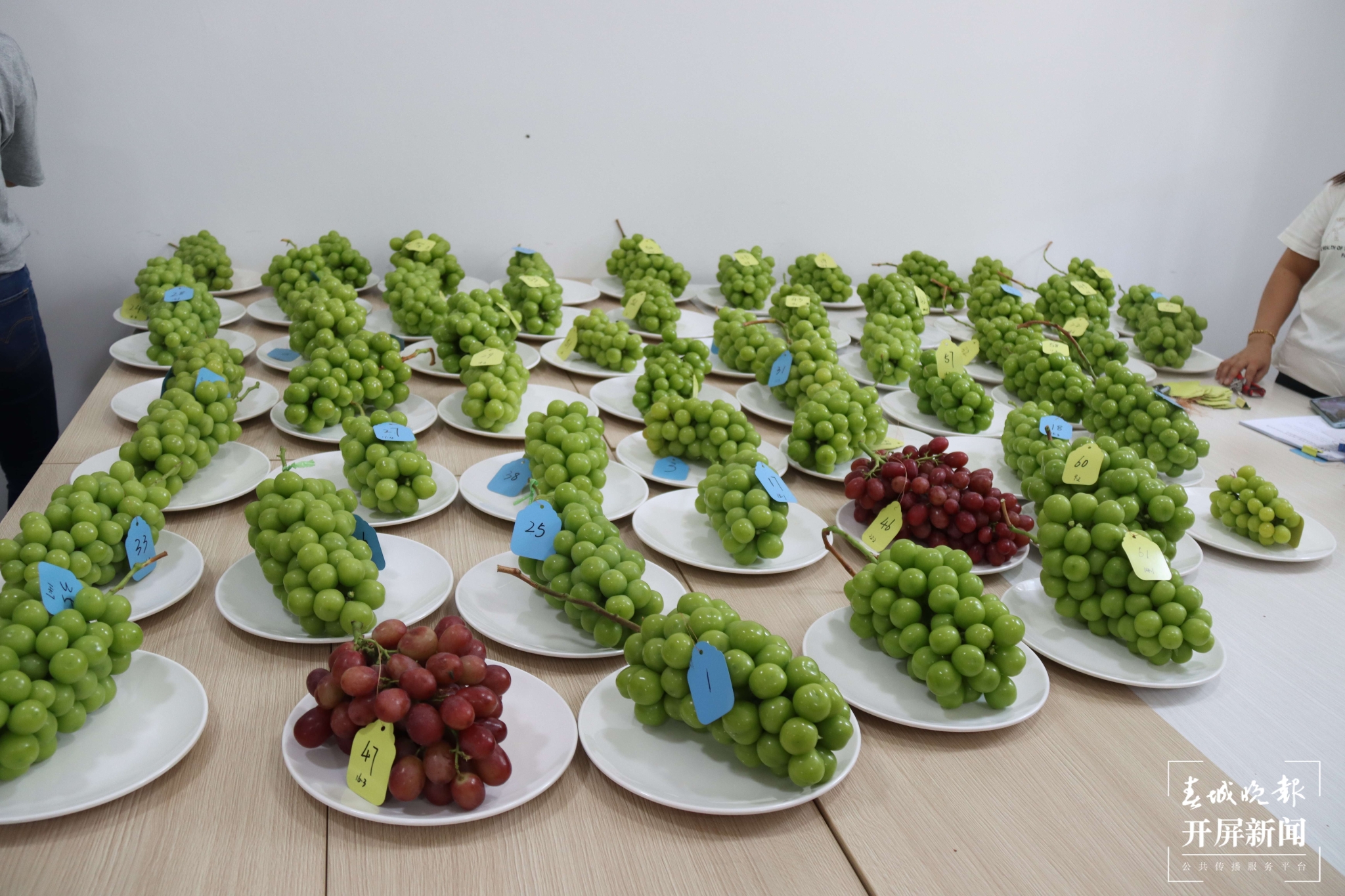 (昆滇传内容)品评风味!大理宾川60位“葡萄种植达人”同台PK (1).JPG