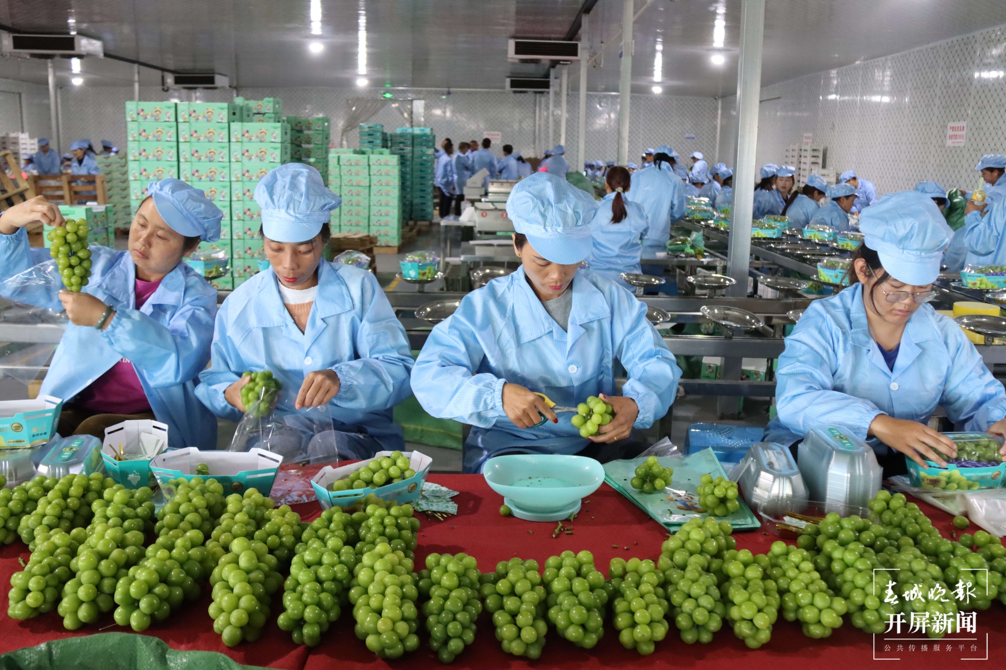 (昆滇传内容)品评风味!大理宾川60位“葡萄种植达人”同台PK (8).jpg