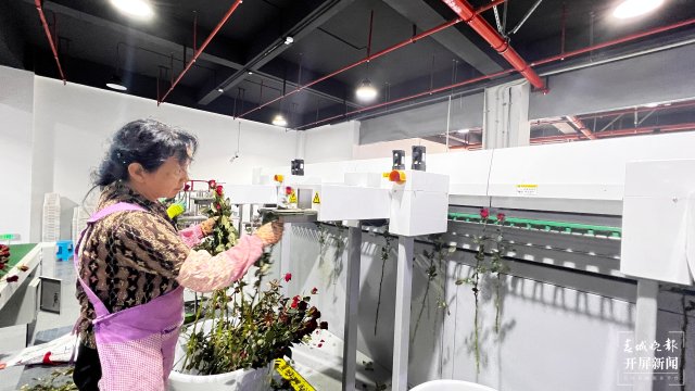 晋宁区国资公司鲜切花自动分拣系统2.jpg