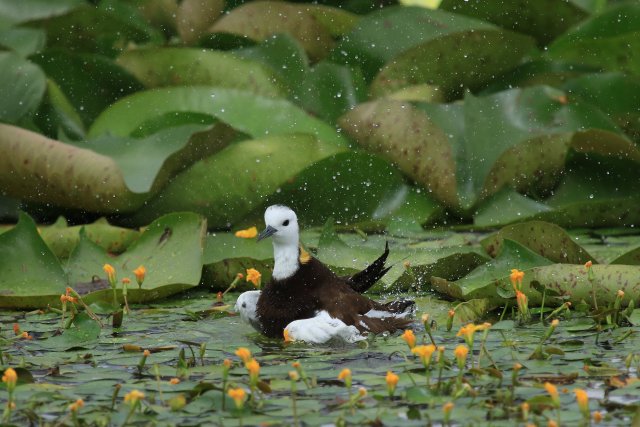 戏水赵辉摄 (1).JPG