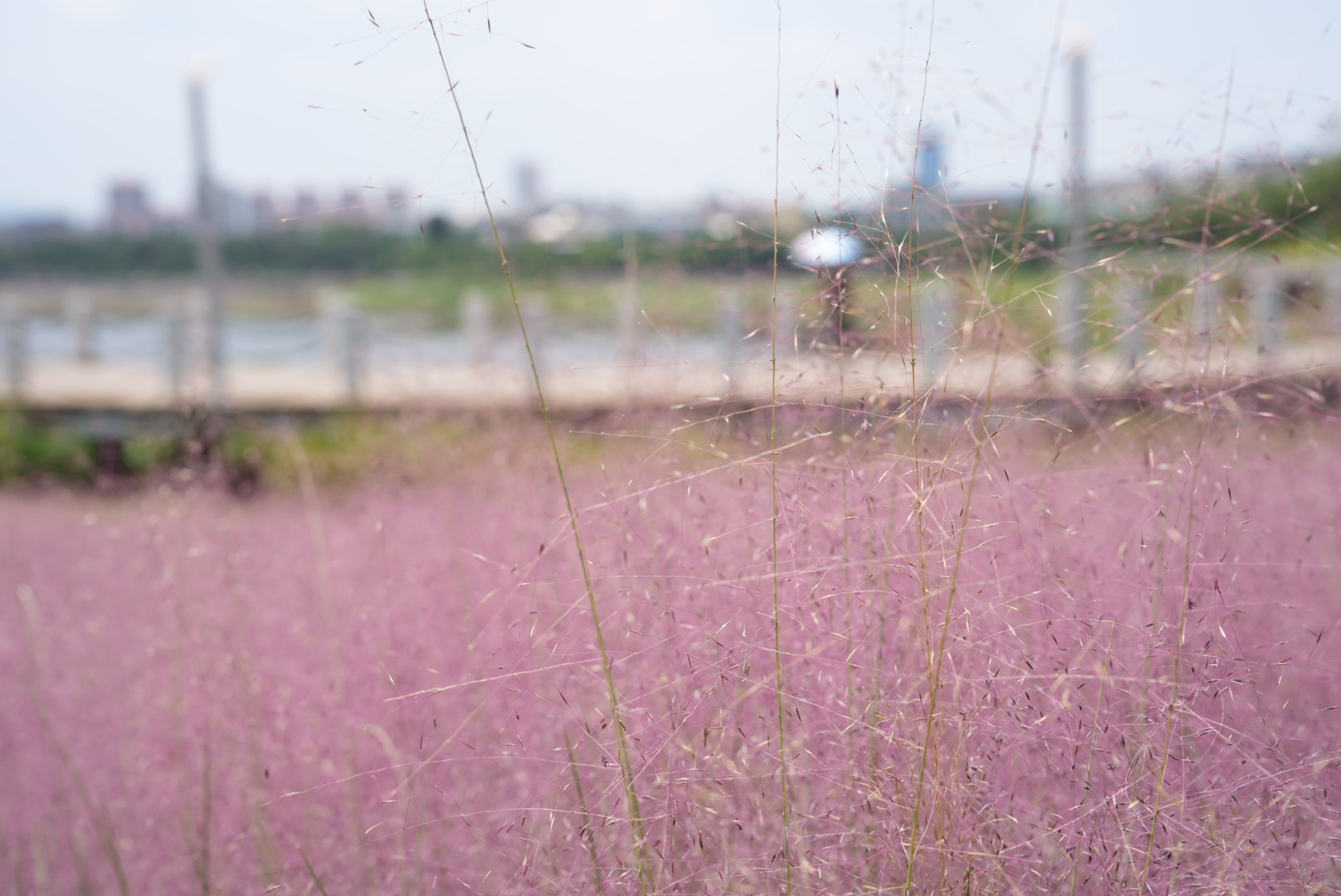 粉黛乱子草 (8).jpg