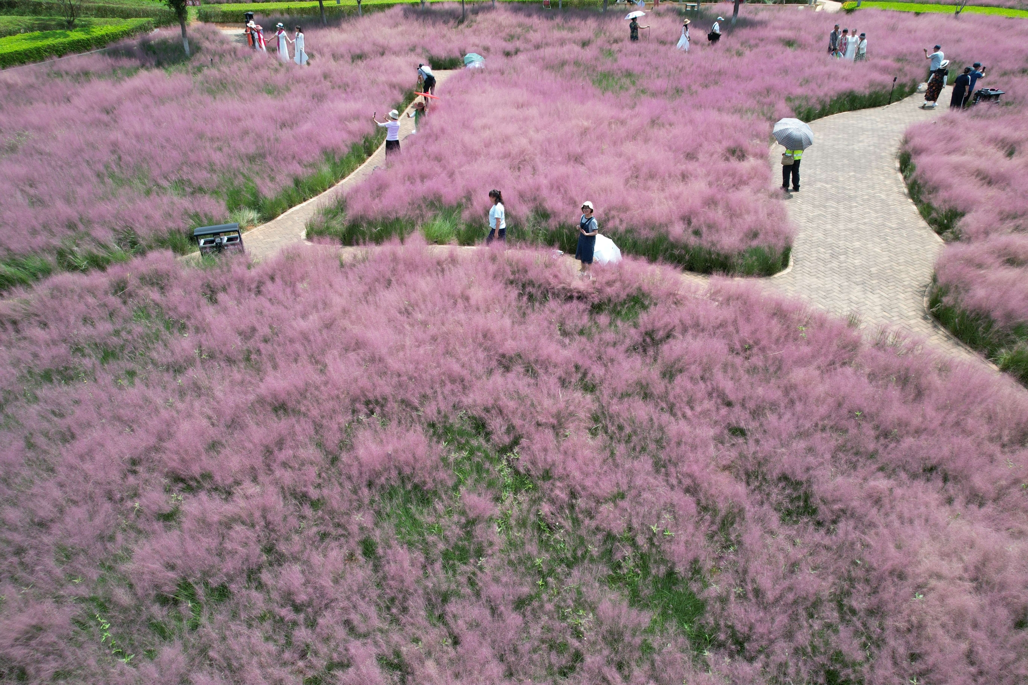 粉黛乱子草 (2).jpg