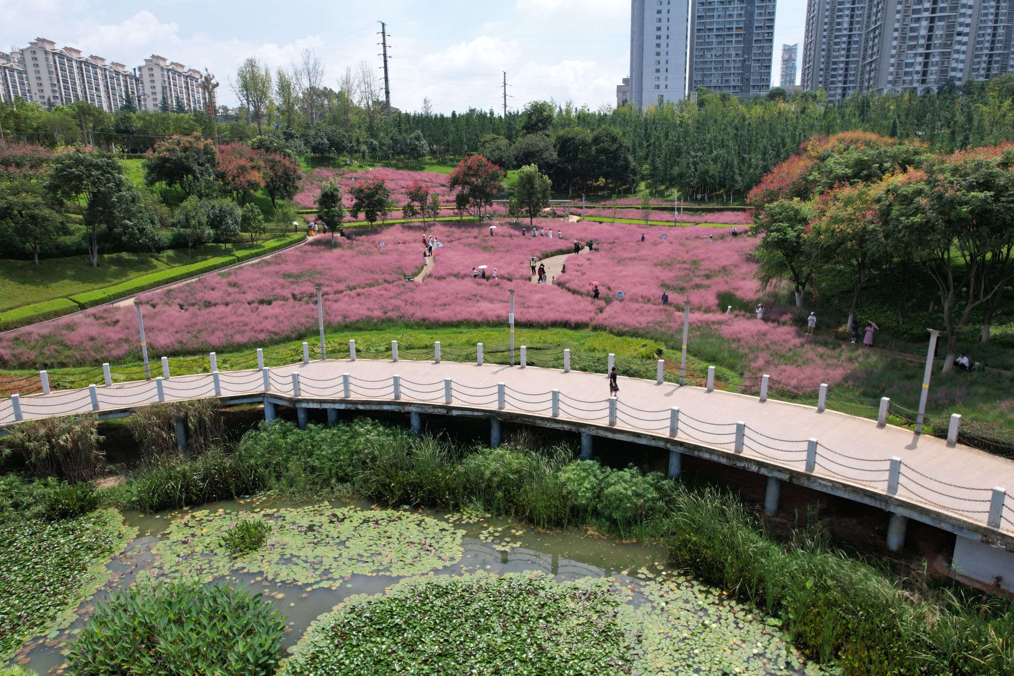 粉黛乱子草 (3).jpg